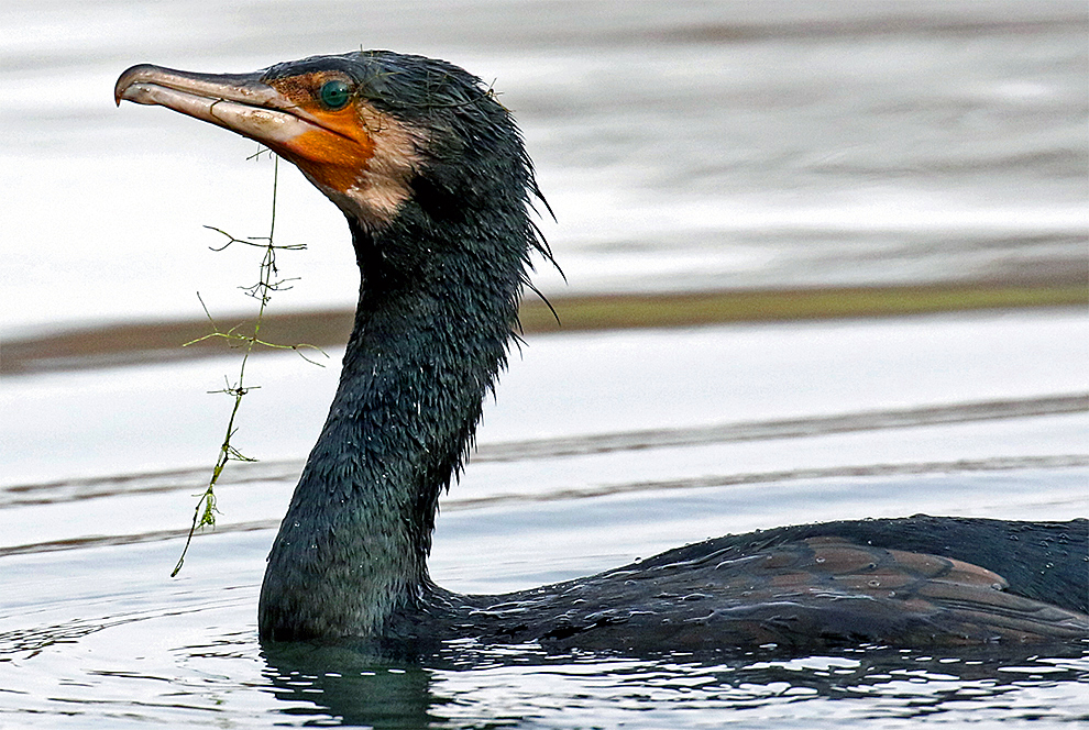 "verwickelter" Kormoran