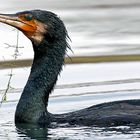 "verwickelter" Kormoran