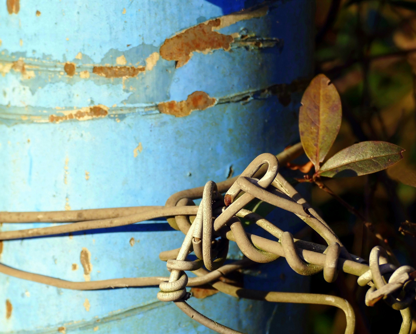 Verwicklung an Blau