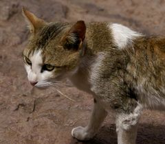 Verwildert Hauskatze in Äthiopien