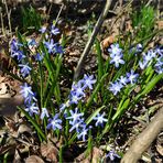 Verwilderte Blausterne, mitten im Wald gefunden..........