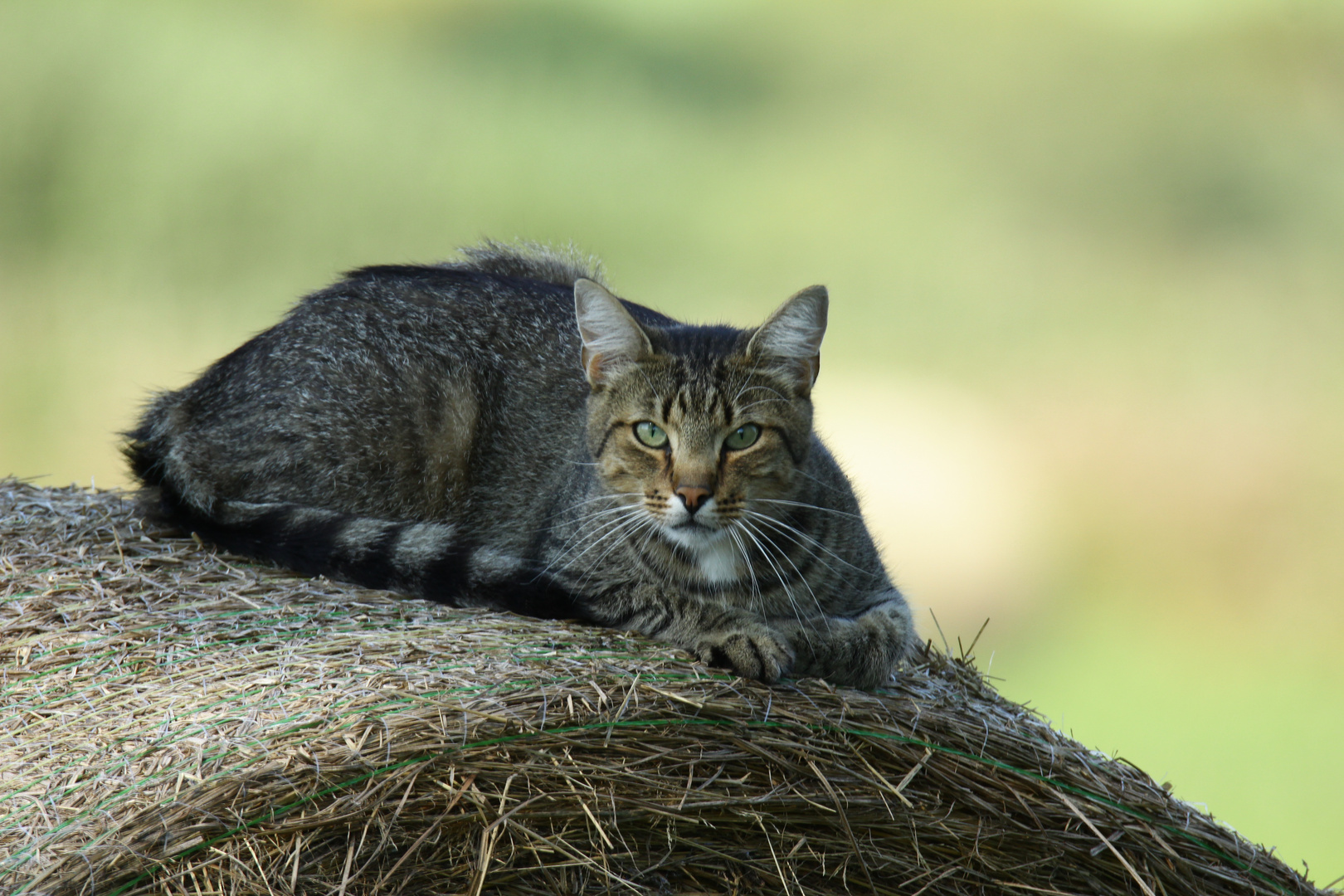 Verwilderte Hauskatze