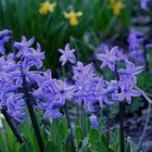 Verwilderte Hyazinthen (Hyacinthus) ... auf einer brachliegenden öffentlichen Fläche.