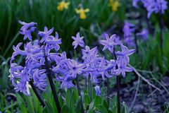 Verwilderte Hyazinthen (Hyacinthus) ... auf einer brachliegenden öffentlichen Fläche.