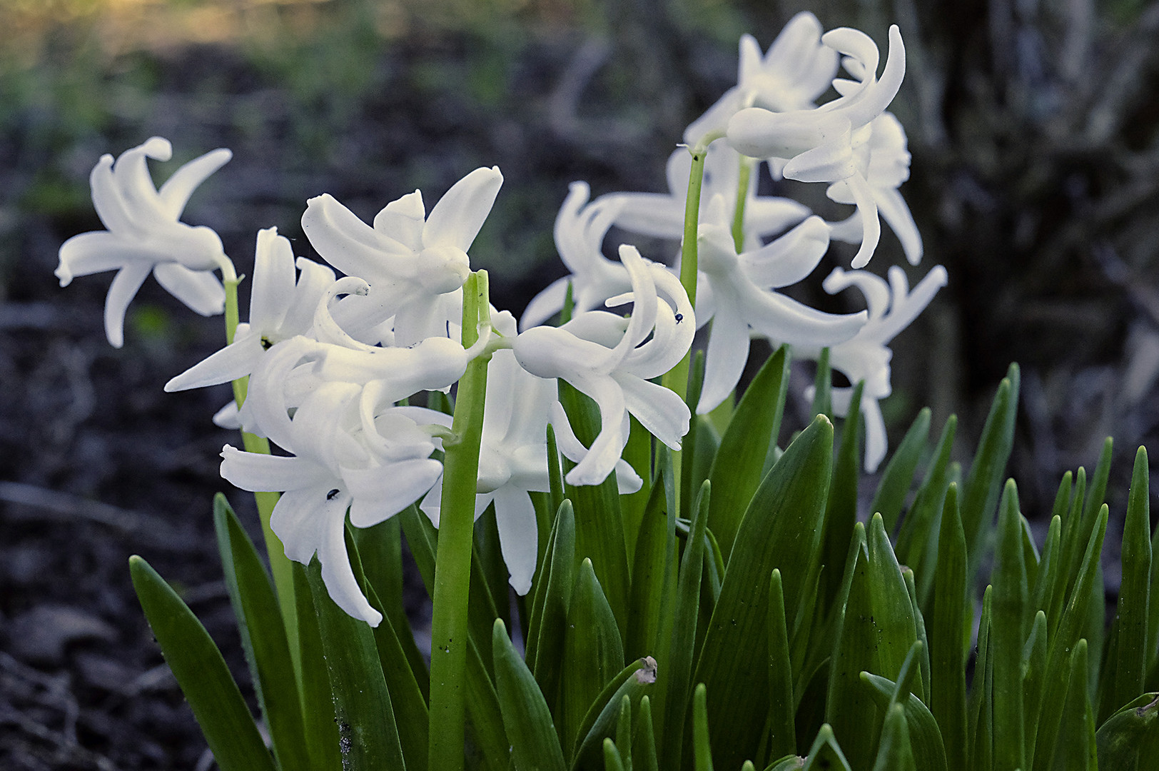 Verwilderte Hyazinthen (Hyacinthus) ... auf einer brachliegenden öffentlichen Fläche.