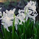 Verwilderte Hyazinthen (Hyacinthus) ... auf einer brachliegenden öffentlichen Fläche.