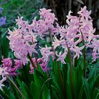 Verwilderte Hyazinthen (Hyacinthus) ... auf einer brachliegenden öffentlichen Fläche.