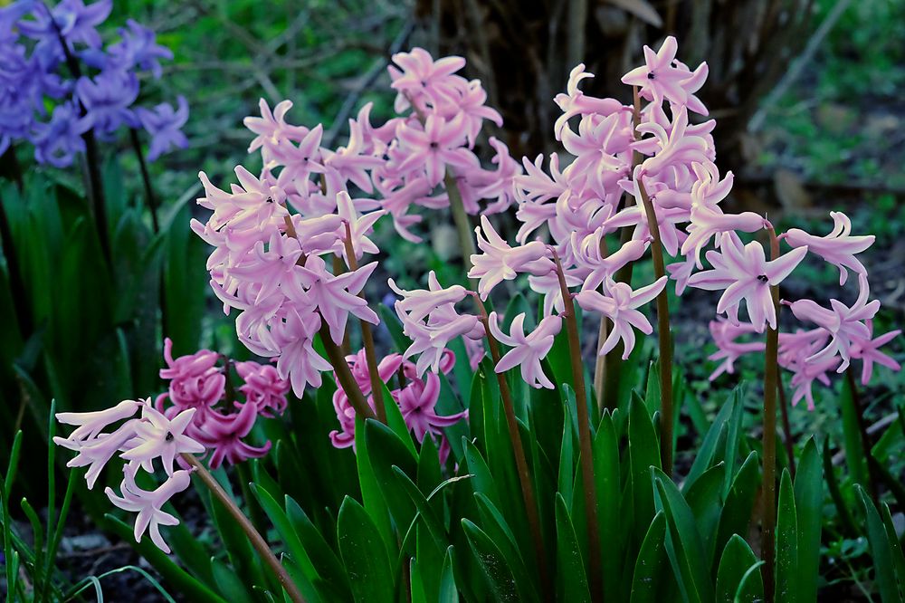 Verwilderte Hyazinthen (Hyacinthus) ... auf einer brachliegenden öffentlichen Fläche.