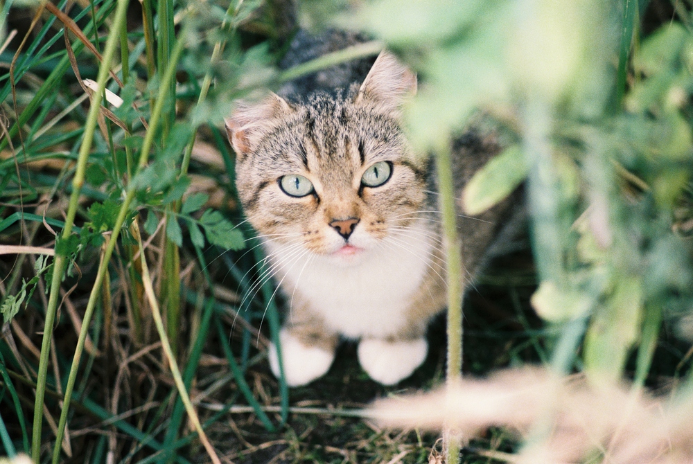 Verwilderte Katzenmutter auf der Lauer