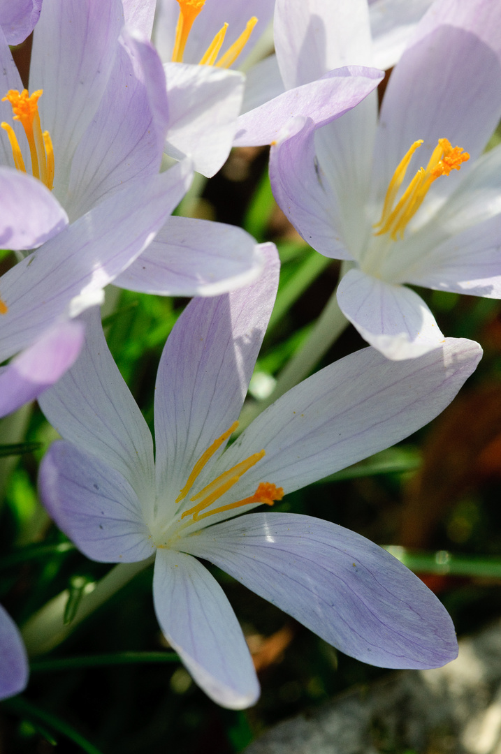 Verwilderte Krokusse