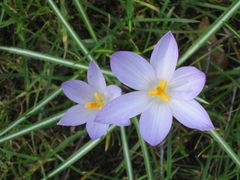 verwilderte Krokusse im Rasen