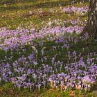 Verwilderte Krokusse versammeln sich massenweise um eine Birke :-)