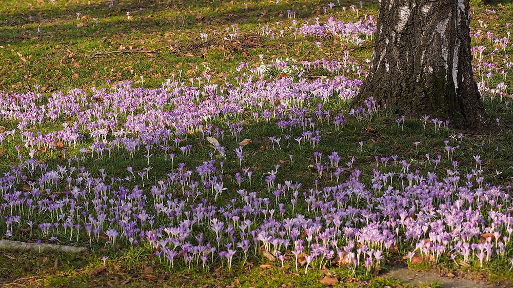 Verwilderte Krokusse versammeln sich massenweise um eine Birke :-)