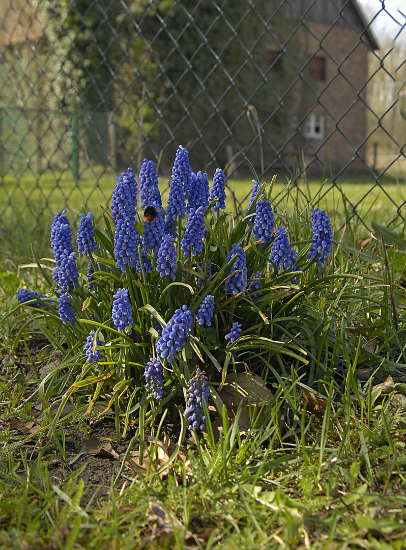 Verwilderte Mini-Hyazinthen am Wegesrand (Traubenhyazinthe/Perlhyazinthe, 'Muscari' Miller 1754)