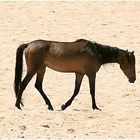 verwilderte Pferde der Namib