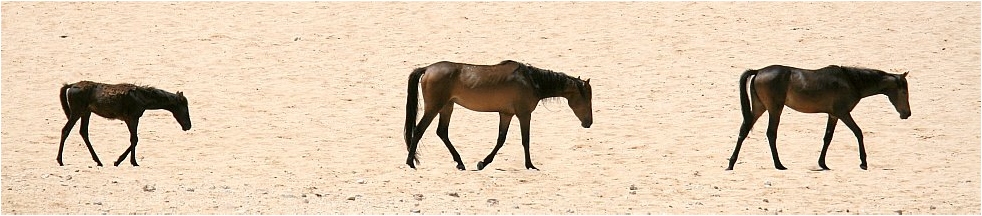 verwilderte Pferde der Namib