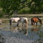 Verwilderte Pferde in der Griechischen Mai-Hitze