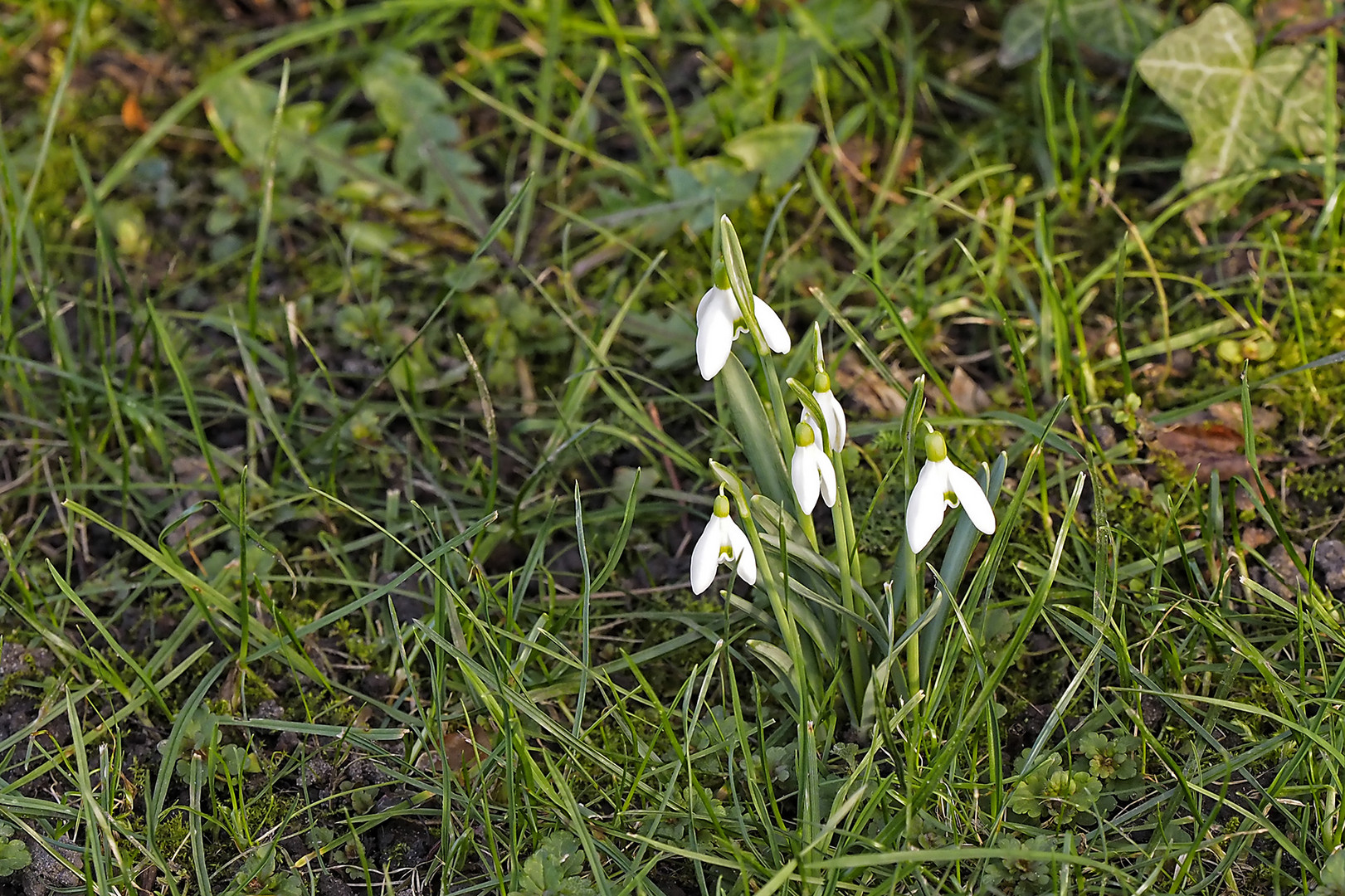 Verwilderte Schneeglöcken dürfen auch nicht fehlen!