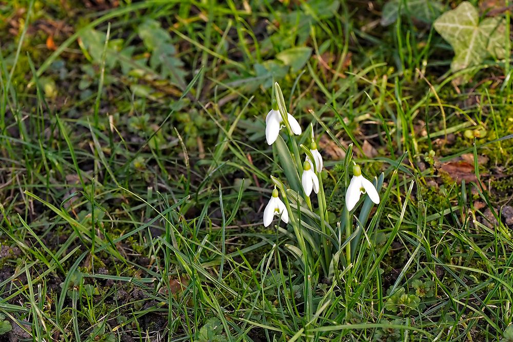 Verwilderte Schneeglöcken dürfen auch nicht fehlen!