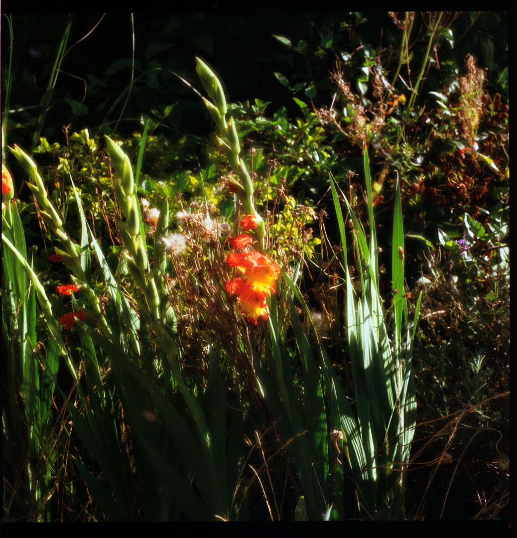 Verwilderter Garten In Der Nachbarschaft Foto Bild Landschaft