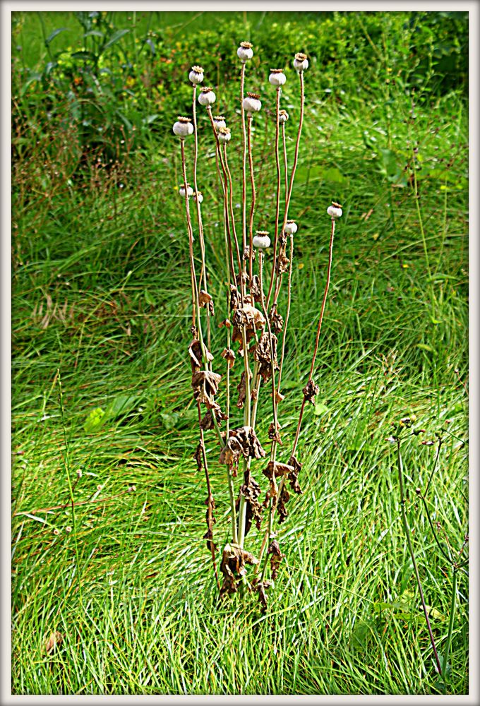 Verwilderter Garten in Rostock 03 Foto & Bild reportage
