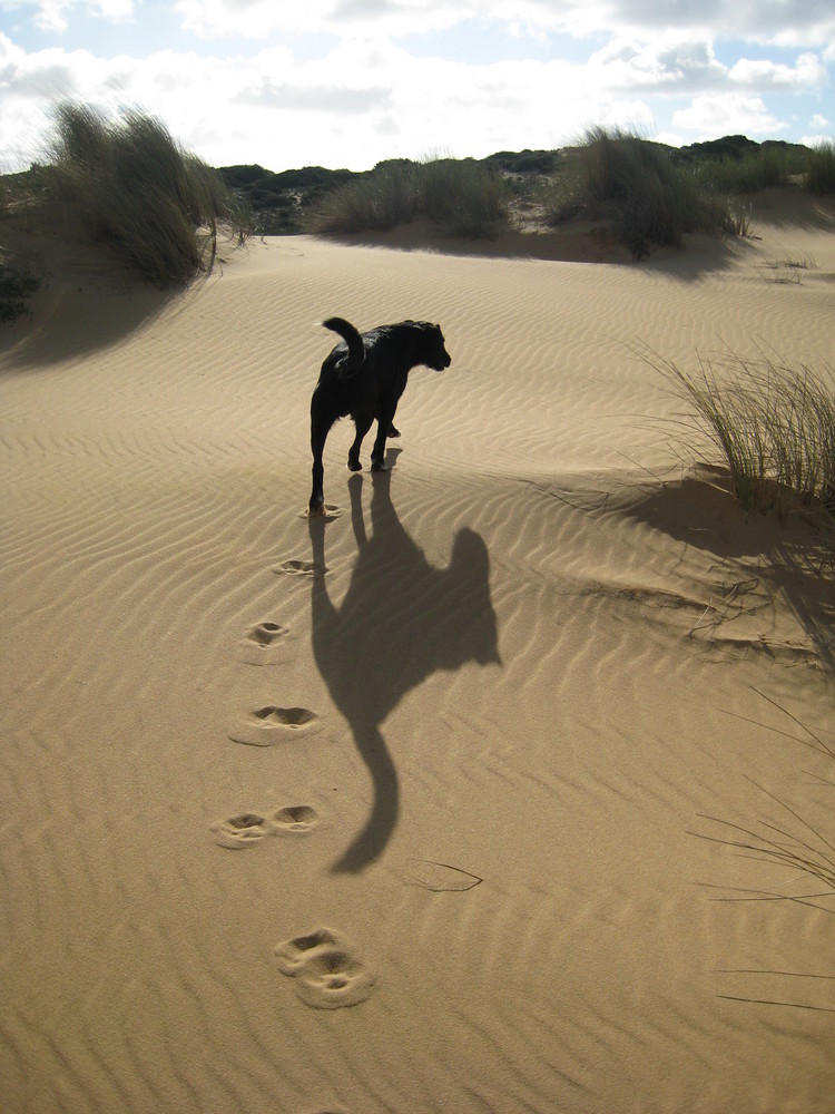 Verwilderter Hund in den Dünen