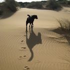 Verwilderter Hund in den Dünen