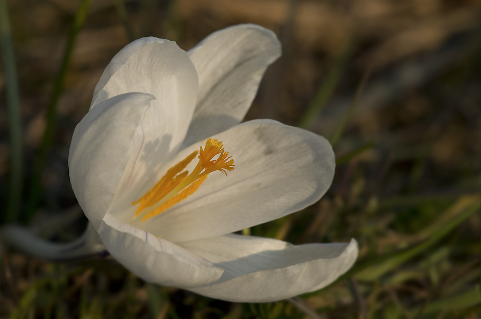 Verwilderter Krokus