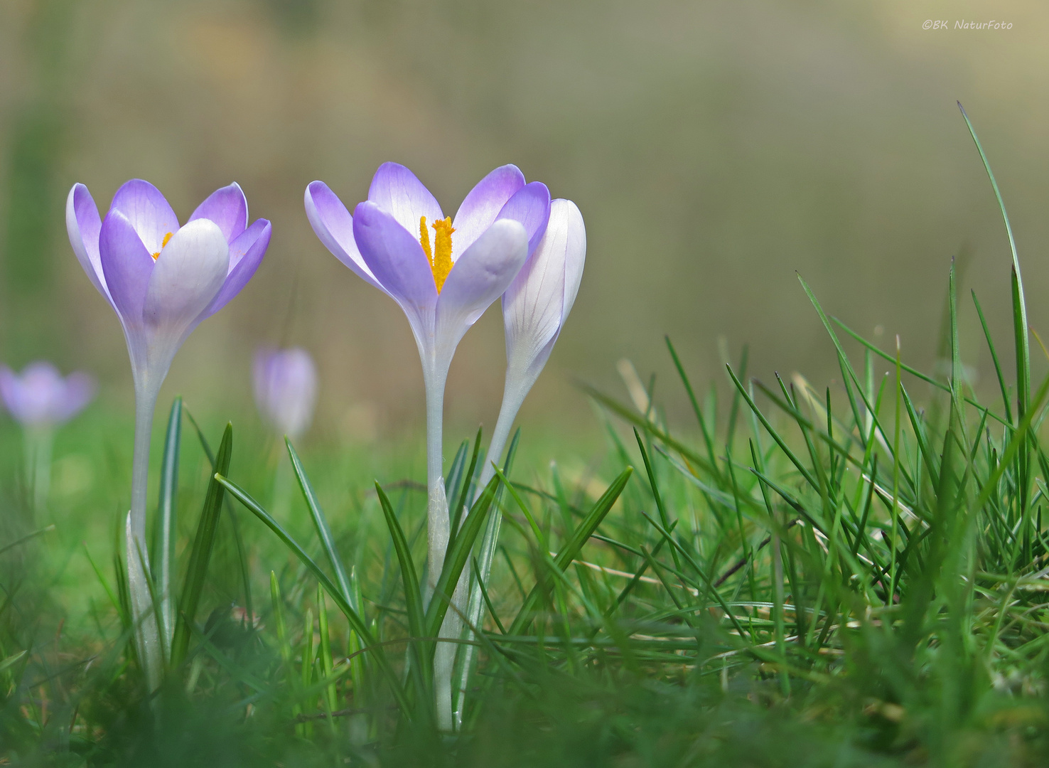 verwilderter Krokus 2