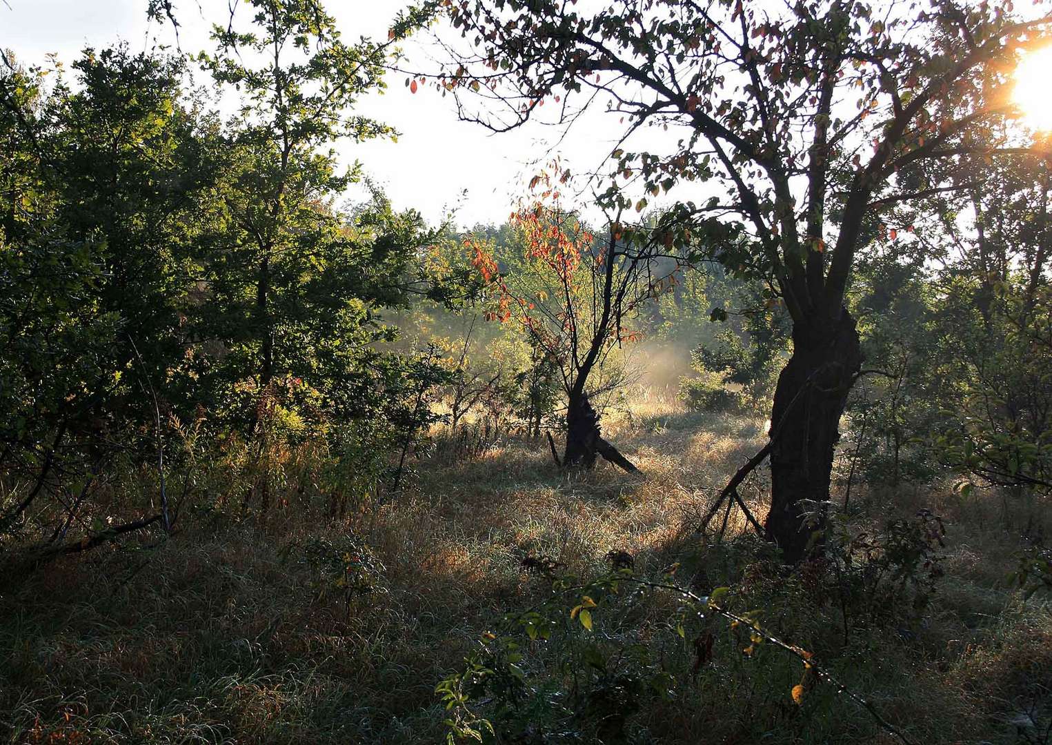 Verwilderter Obstgarten