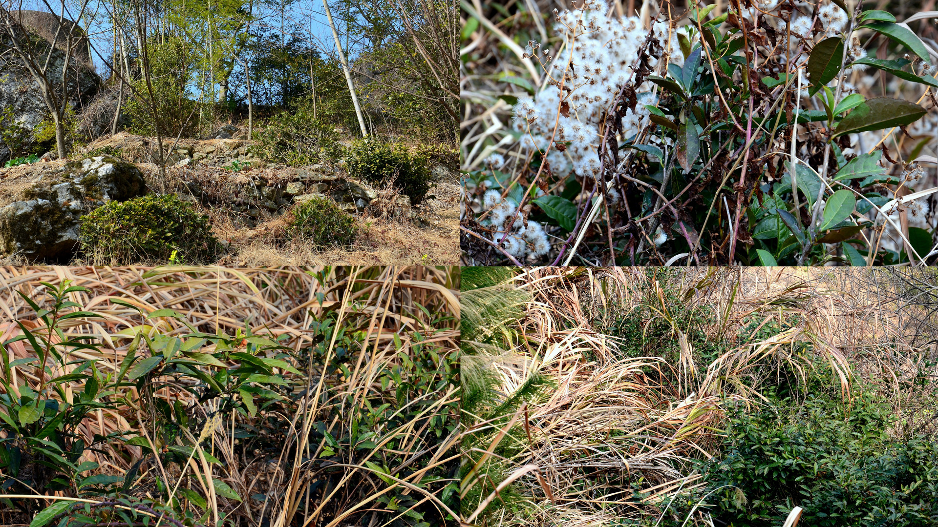 Verwilderter Teegarten