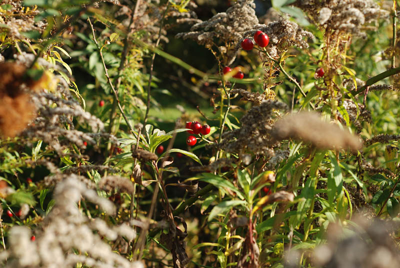 Verwildertes Grundstück