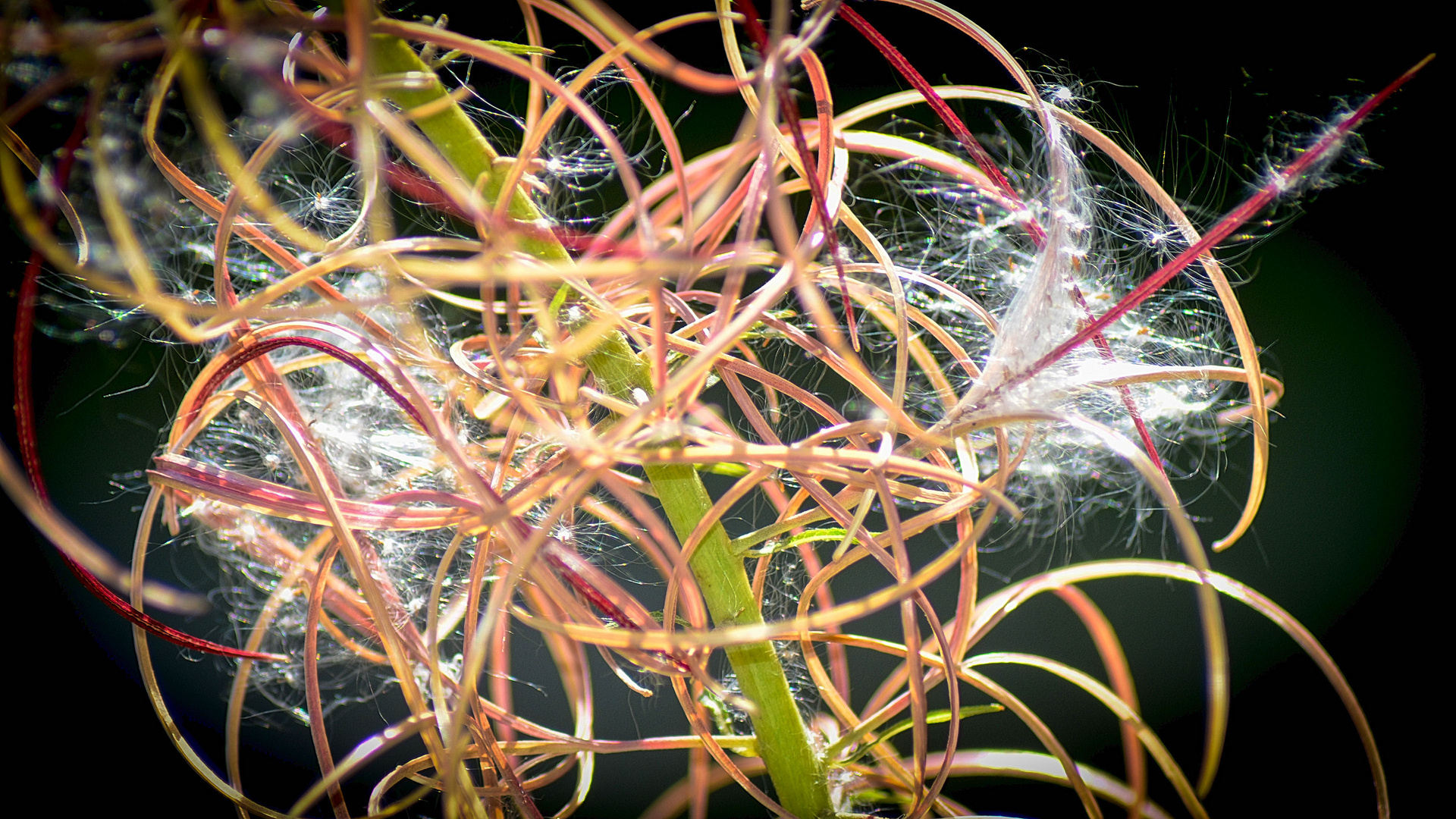 verwinkelte Pusteblume