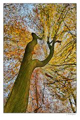 - verwirbelter Herbst -