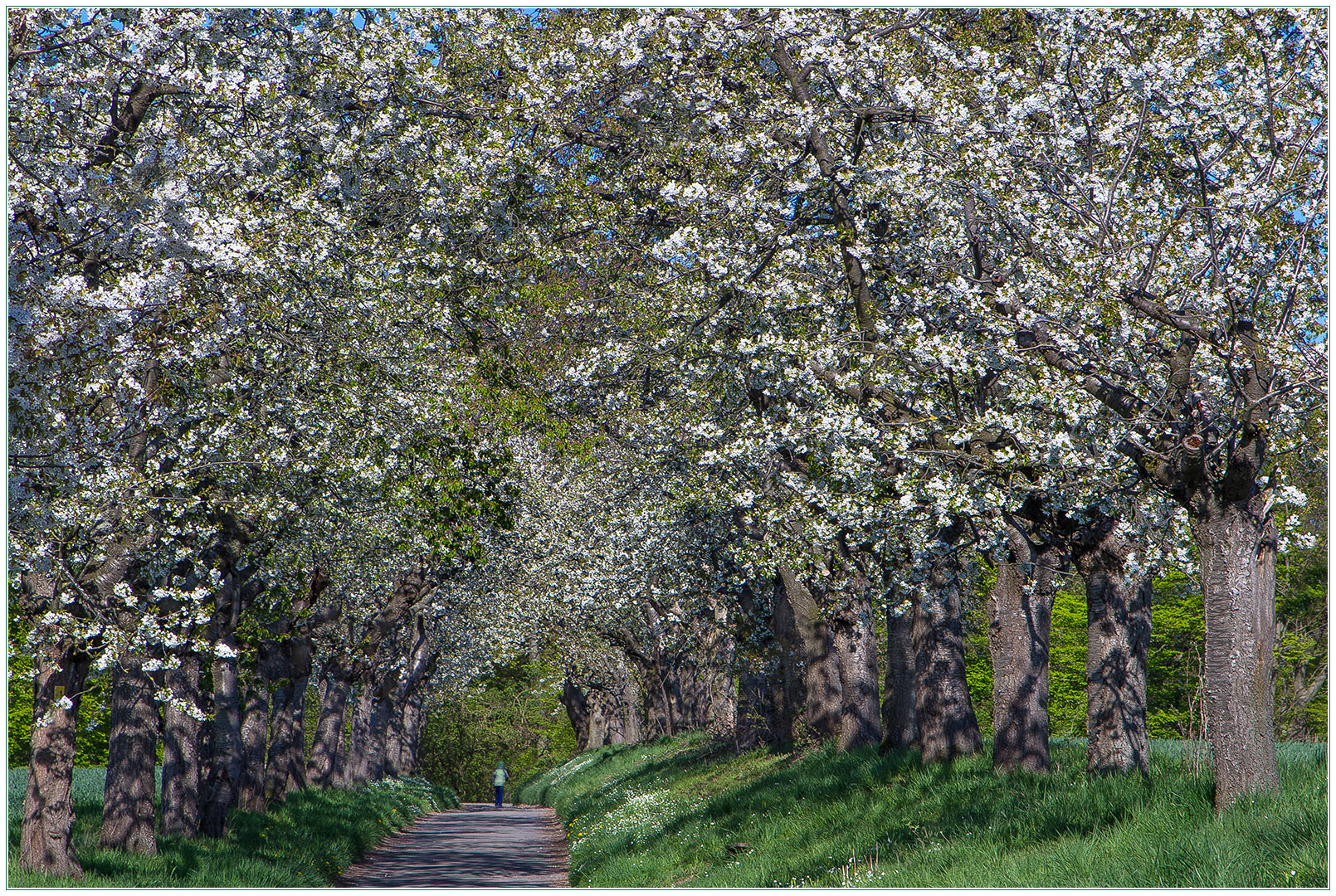 Verwirrend schön... von tausenden Kirschblüten umfangen - allein... 