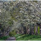 Verwirrend schön... von tausenden Kirschblüten umfangen - allein... 