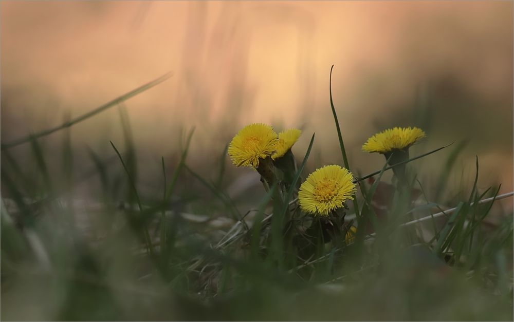 verwirrter Frühling