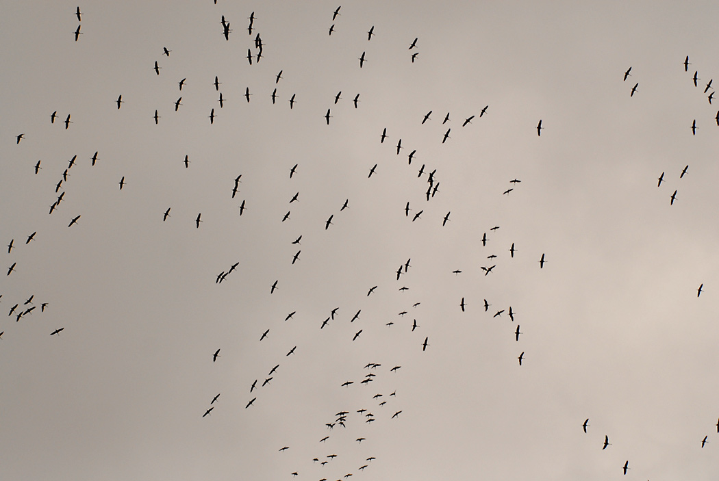 Verwirrung am Himmel über meinem Haus