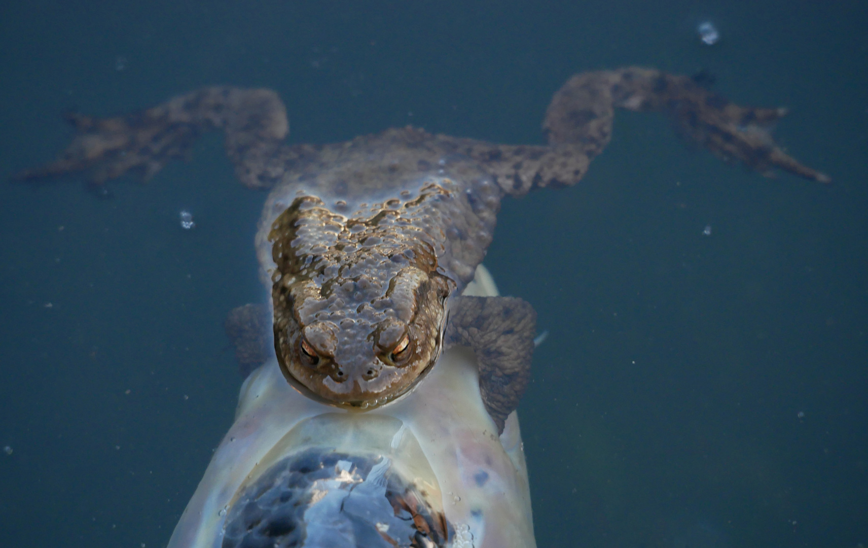 Verwirrung im Gartenteich