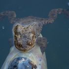 Verwirrung im Gartenteich