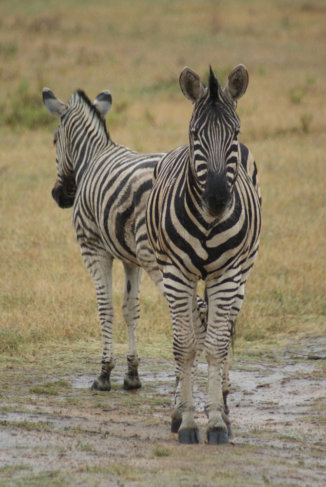 Verwirrung in Afrika von SiedlerXXL 