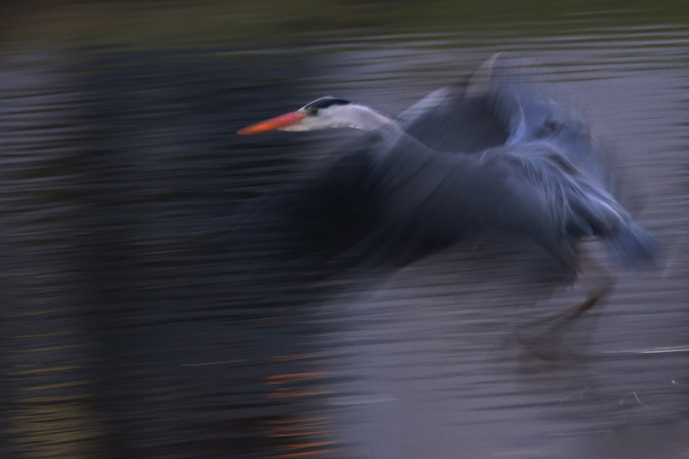 verwischter Flug........