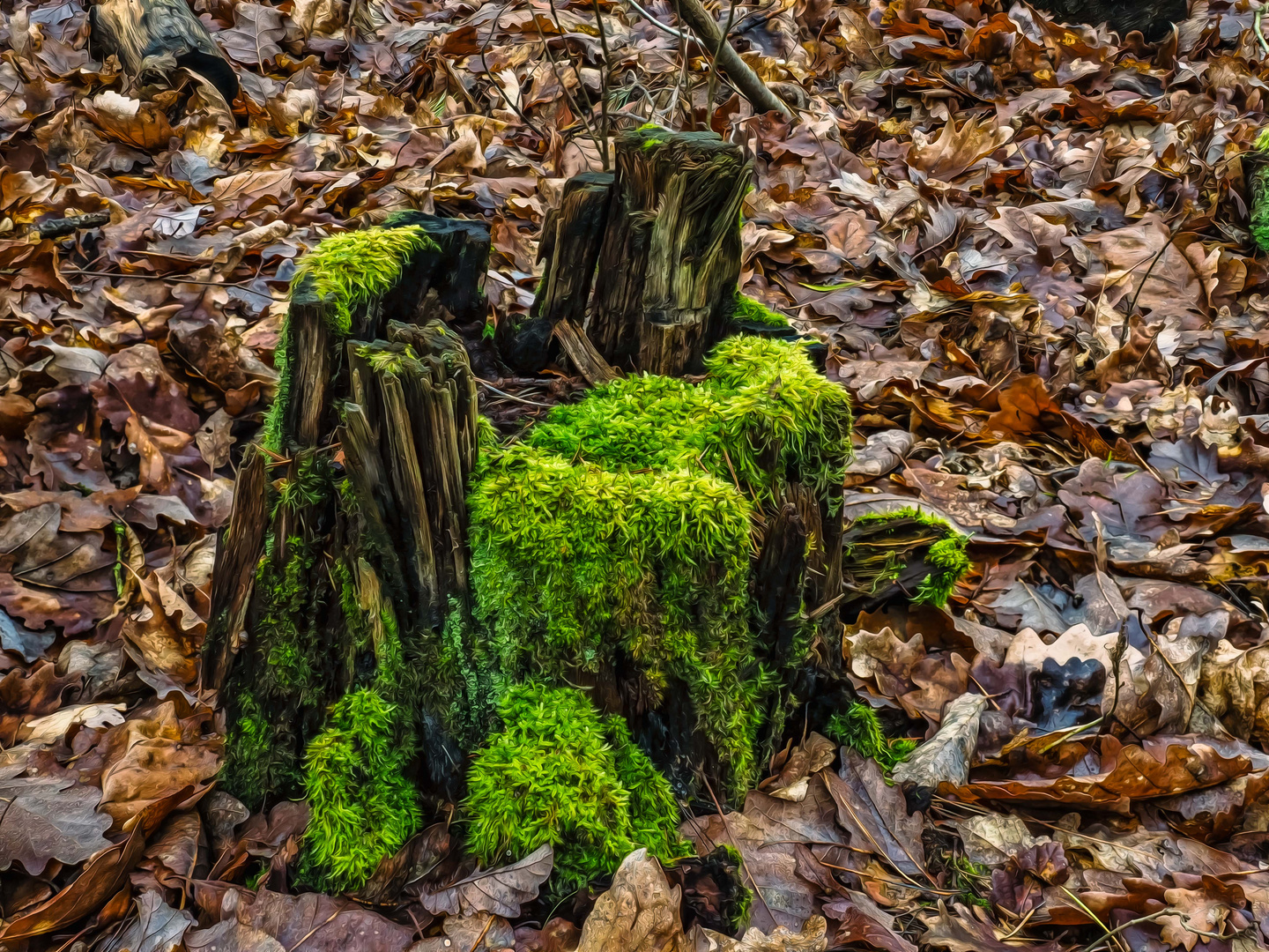 Verwitternder Baumstumpf im Wald