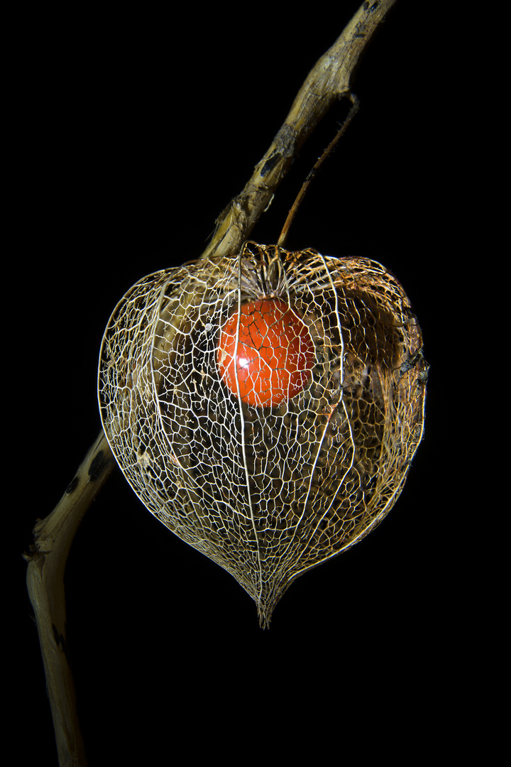 Verwitterte Physalis