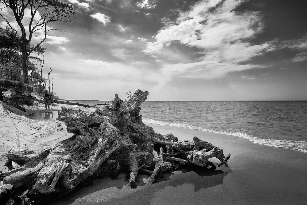 Verwitterte Wurzel am Weststrand