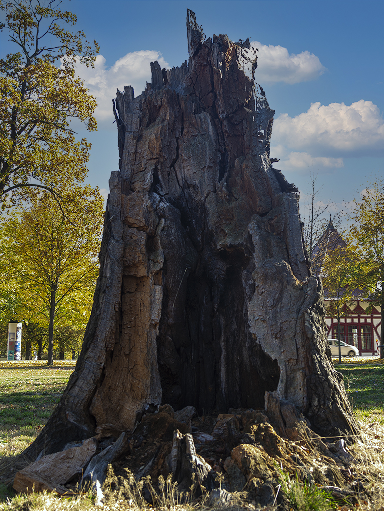 Verwitterter Baum