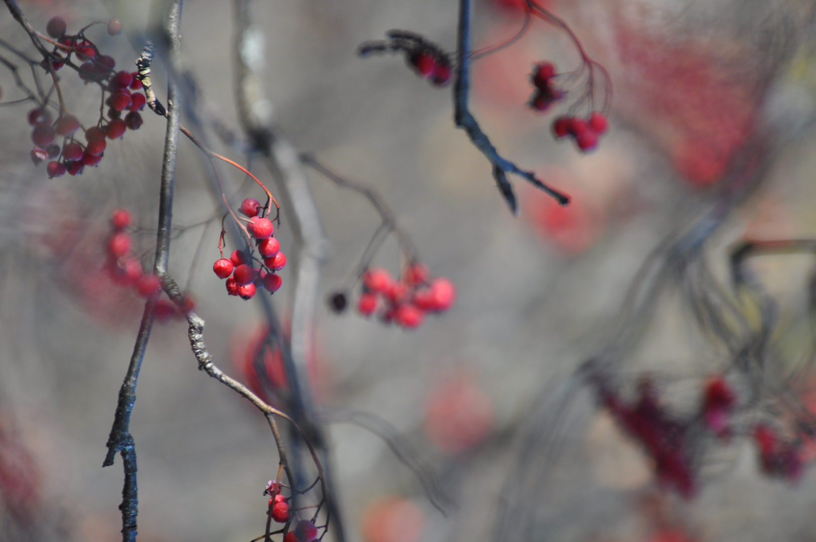 Verwünschte Beeren 2