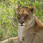 Verwunderte Löwin im Krugerpark - wo ist das Warzenschwein?