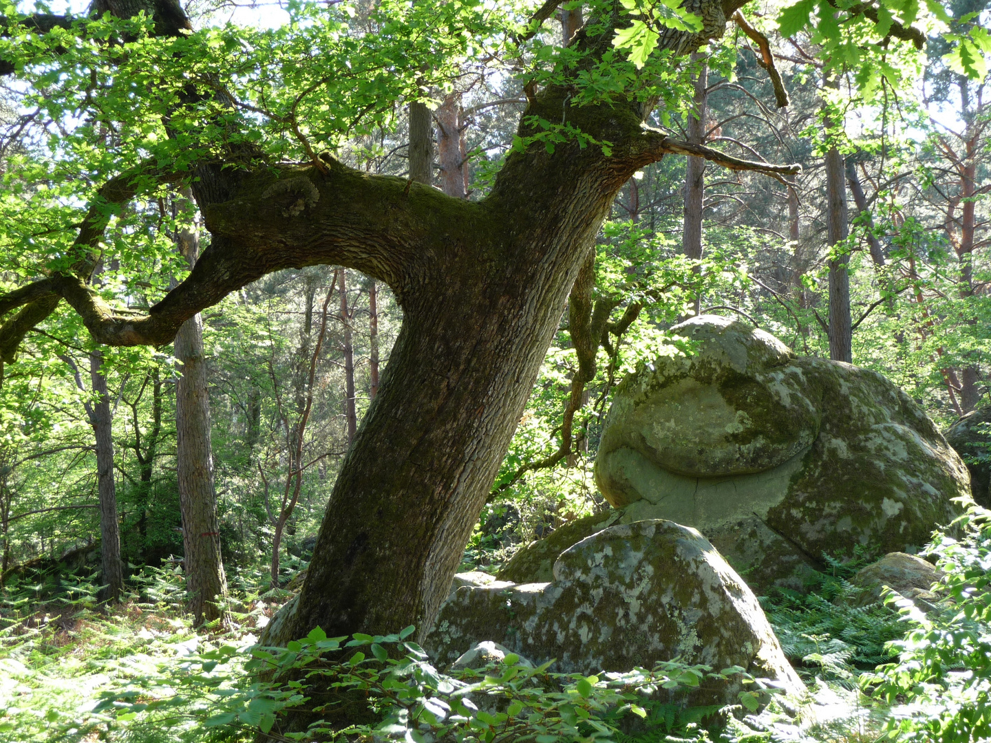 Verwunschen? Forêt de Fontainebleau