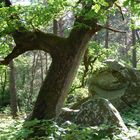 Verwunschen? Forêt de Fontainebleau